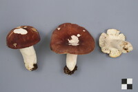 Russula brunneola image